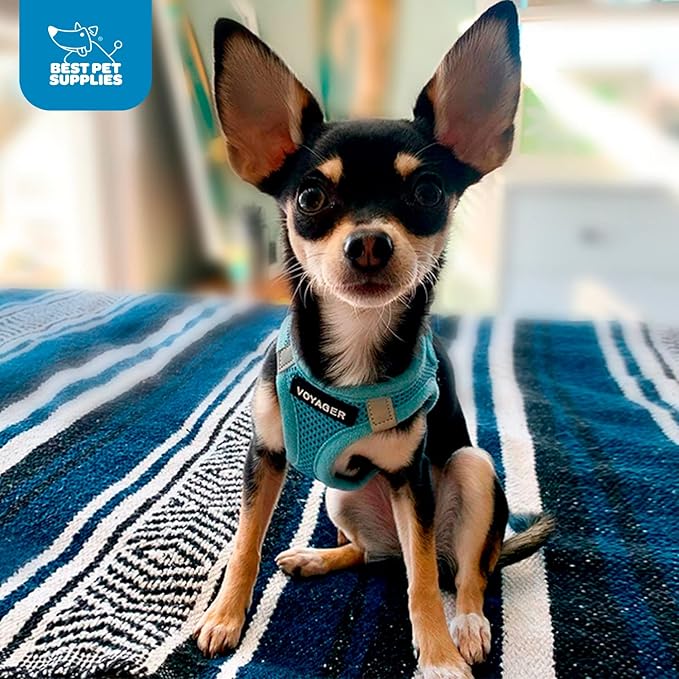 Voyager Step-In Air Dog Harness - All Weather Mesh, Reflective, No Pull Harness for Small, Medium Dogs, Cats - Secure with Hook & Loop Fastener, Buckle, Double D-Rings - Baby Blue, XXXS