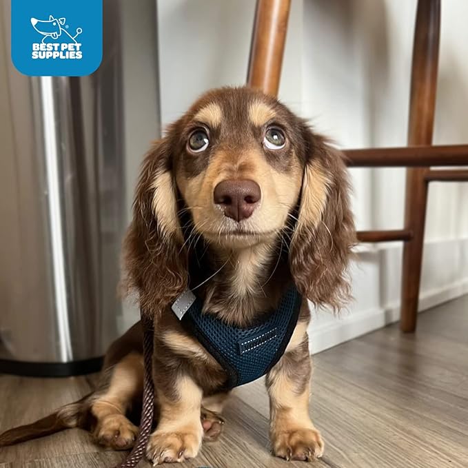 Voyager Step-In Air Dog Harness - All Weather Mesh, Reflective, No Pull Harness for Small, Medium Dogs, Cats - Secure with Hook & Loop Fastener, Buckle, Double D-Rings - Blue/Black Trim, XXS