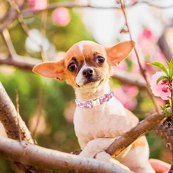 Lionheart glory Pink Dog Collar Peach Dog Collar Girl Soft Durable Adjustable Collar Spring Collar Dog for Large Dogs