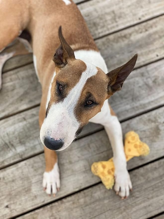 Nylabone Power Chew Cheese Bone Dog Chew Toy, Cute Dog Toys for Aggressive Chewers, Cheese Flavor, Medium/Wolf (1 Count)