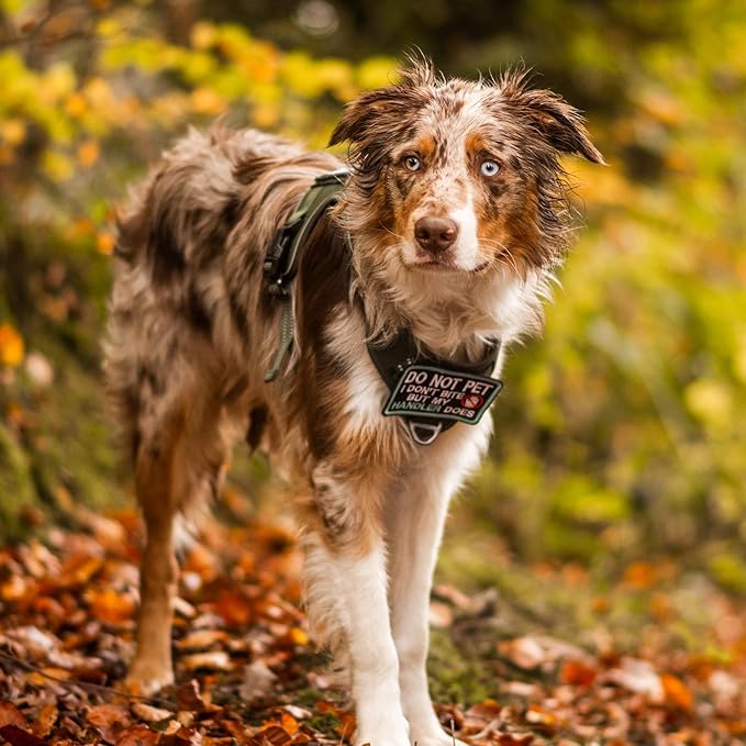 rabbitgoo Dog Harness for Large Dogs No Pull, Tactical Service Dog Vest with Molle and Control Handle, Adjustable and Reflective Military Pet Harness for Easy Walking and Training, Blue, L
