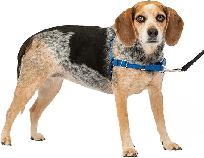 PetSafe Easy Walk No-Pull Dog Harness - The Ultimate Harness to Help Stop Pulling - Take Control & Teach Better Leash Manners - Helps Prevent Pets Pulling on Walks, Small/Medium, Royal Blue/Navy Blue