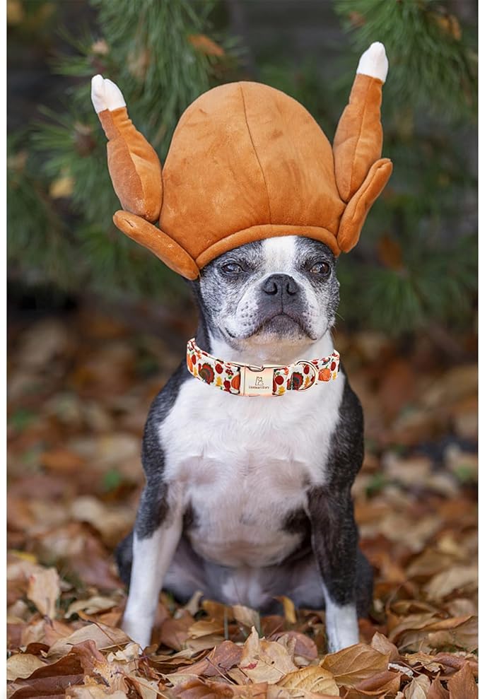 Lionheart glory Turkey Dog Collar Thanksgiving Dog Collar Girl or Boy Dogs Collar Pet Gift Holiday Dog Collar for Large Dog