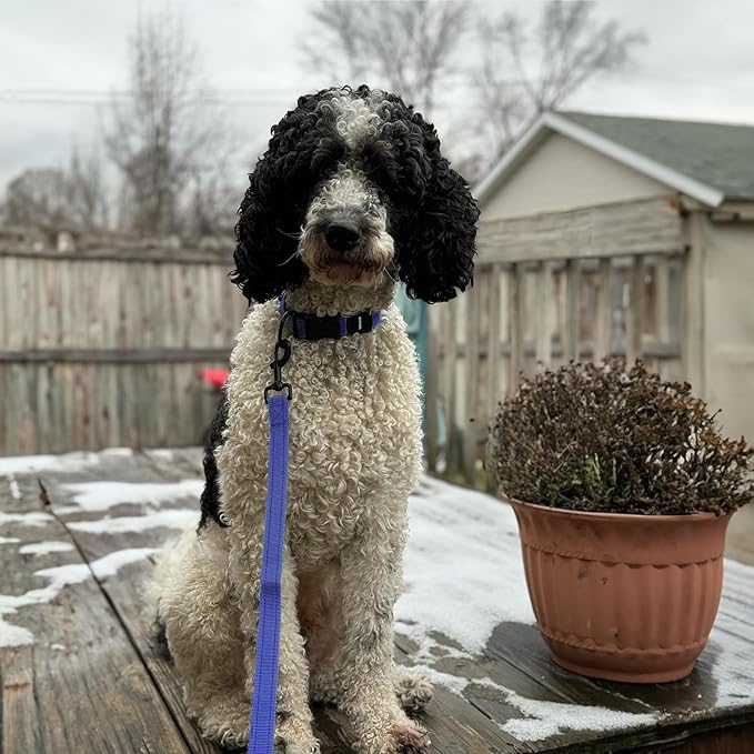 Voyager Reflective Dog Leash Collar Set with Neoprene Handle Supports Small, Medium, and Large Breed Puppies, Cute and Heavy Duty for Walking, Running, and Training - Royal Blue, S