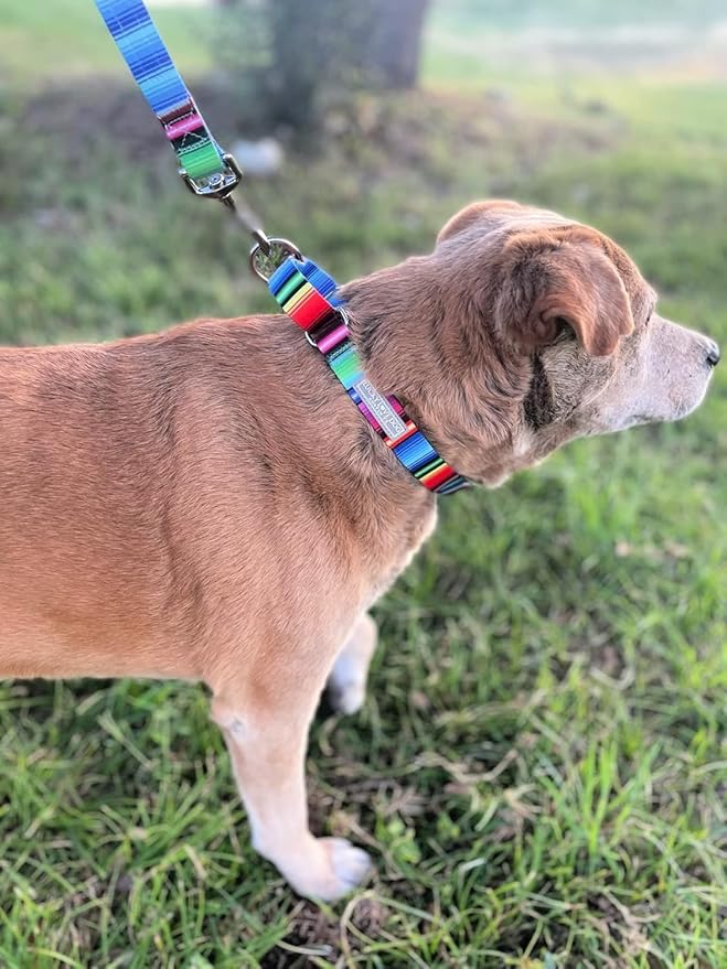 Lucky Love Dog Martingale Collar and Leash Set, Premium No Slip Collar and Leash Set, Colorful Striped Martingale Dog Collar, Great for Whippets, Greyhounds, and More (Medium, Nacho - Combo)