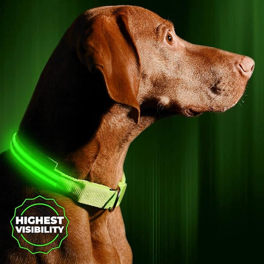 Illumiseen LED Dog Collar USB Rechargeable - Bright & High Visibility Lighted Glow Collar for Pet Night Walking - Weatherproof, in 6 Colors & 6 Sizes (Green Medium)