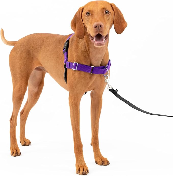 PetSafe Easy Walk No-Pull Dog Harness - The Ultimate Harness to Help Stop Pulling - Take Control & Teach Better Leash Manners - Helps Prevent Pets Pulling on Walks, Medium, Deep Purple/Black