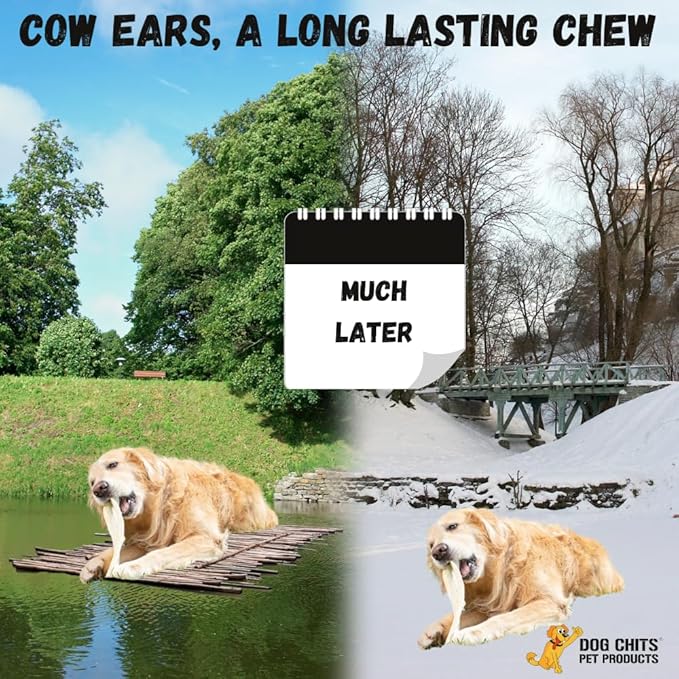 Dog Chits Cow Ears for Dogs and Puppies | 10 Pack | All Natural Half Ears | Made in USA | No Preservatives | 100% Grass Fed Beef | Single Ingredient | Nothing Added | Great for Dogs