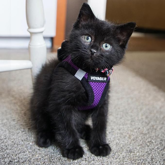 Voyager Step-in Air Dog Harness - All Weather Mesh, Reflective, No Pull Harness for Small, Medium Dogs, Cats - Secure with Hook & Loop Fastener, Buckle, Double D-Rings - Purple/Black Trim, XL