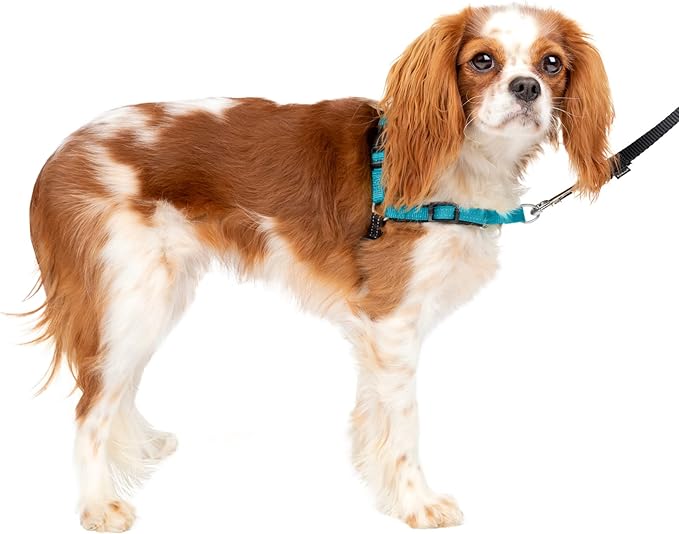 PetSafe Easy Walk Deluxe Dog Harness, No Pull Dog Harness – Perfect for Leash & Harness Training – Stops Pets from Pulling and Choking on Walks – Small, Ocean