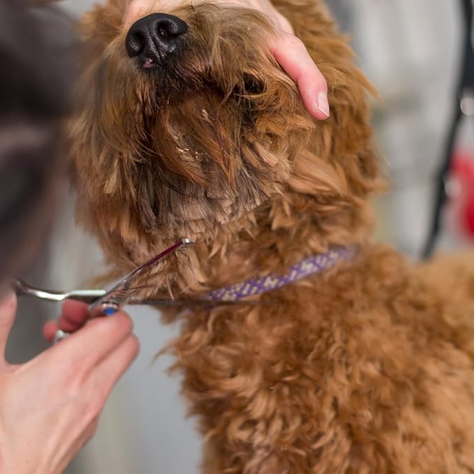 Dogs Scissors Curved Dog Grooming Scissors Round Tips Pet Grooming Shears Professional Dogs Cats Pets Groomings Shears 6.8 inches for Dog Cat on Face Paw Hair Trimming
