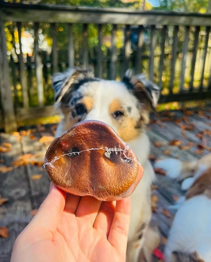 SUPER CAN BULLYSTICKS Pig Snouts for Dogs (8-Pack) 100% Natural Dog Chews - Non-GMOs Fully Digestible - Thick Whole Pork Chews - Long Lasting Dental Dog Treats - Softer Than Bully Sticks and Pig Ears