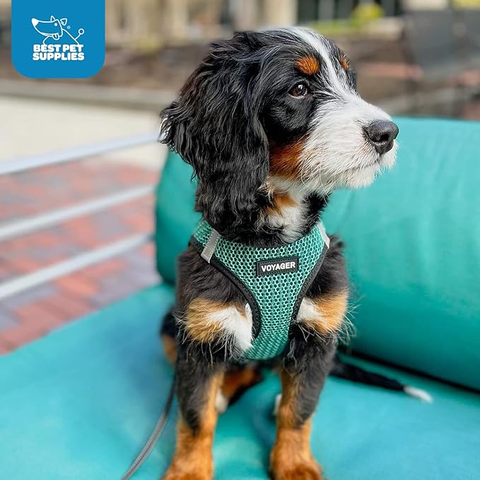 Voyager Step-in Air Dog Harness - All Weather Mesh, Reflective, No Pull Harness for Small, Medium Dogs, Cats - Secure with Hook & Loop Fastener, Buckle, Double D-Rings - Turquoise 2-Tone, S