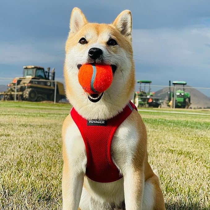 Voyager Step-in Air Dog Harness - All Weather Mesh, Reflective, No Pull Harness for Small, Medium Dogs, Cats - Secure with Hook & Loop Fastener, Buckle, Double D-Rings - Red, S