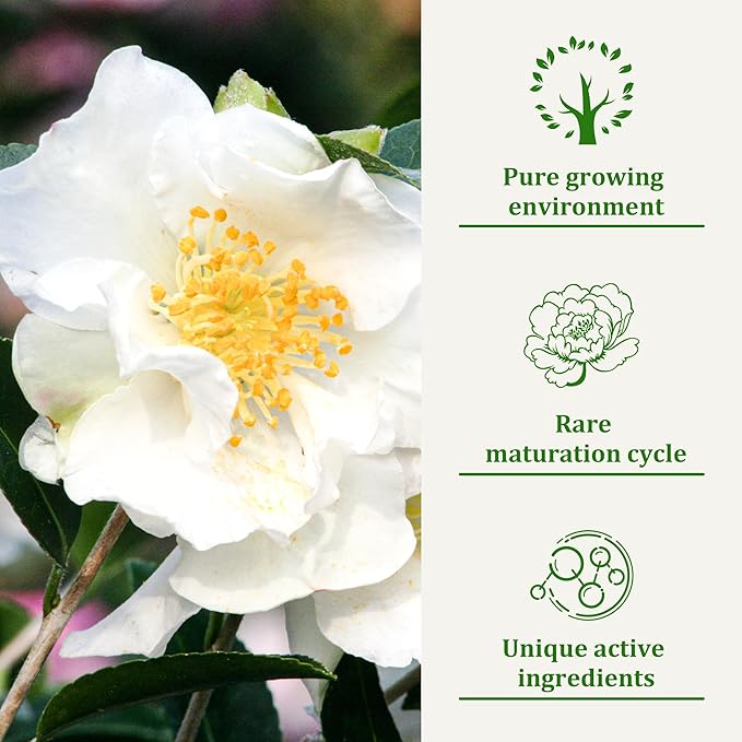 Dog Shampoo for Allergies & Itching -Natural Camellia Oil Pet Shampoo for Sensitive Skin, Deshedding, Smooth Coat for Smelly Dogs|Reduce Hair Loss & Odor Removal | 16 oz