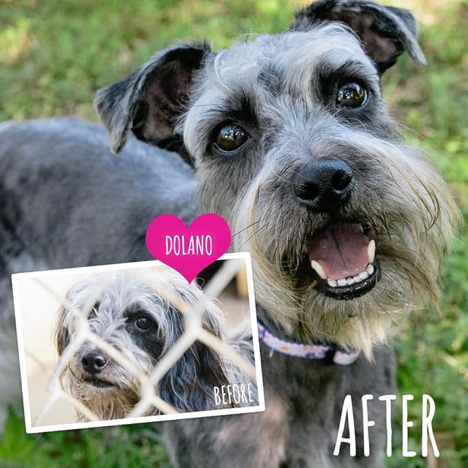 Nourish Natural Whitening Dog Shampoo for Sensitive Coats, Spring Flower Scented 16 oz - You Buy 1, We Donate 1 to a Shelter, Made in USA, PH Balanced