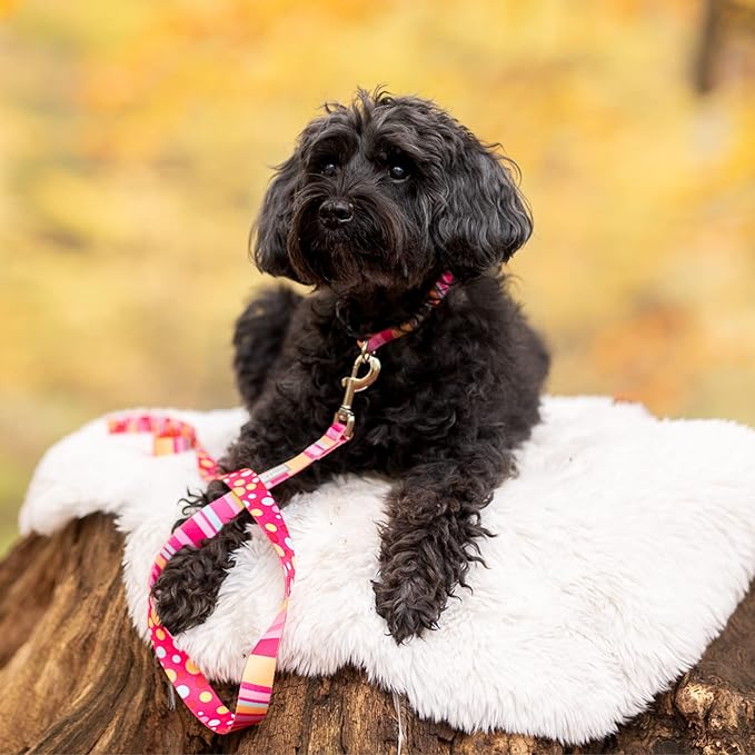 Lucky Love Dog, Colorful Stripes Dog Collar and Leash Set, Yellow, Pink, Blue Color Dog Collar and Leash, Cute Dog Combo Set for Female Dogs - (Extra Small, Molly Combo)