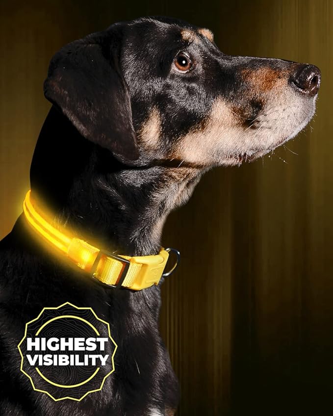 Illumiseen LED Dog Collar USB Rechargeable - Bright & High Visibility Lighted Glow Collar for Pet Night Walking - Weatherproof, in 6 Colors & 6 Sizes (Yellow X-Small)