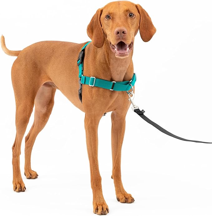 PetSafe Easy Walk No-Pull Dog Harness - The Ultimate Harness to Help Stop Pulling - Take Control & Teach Better Leash Manners - Helps Prevent Pets Pulling on Walks, Medium, Teal/Gray