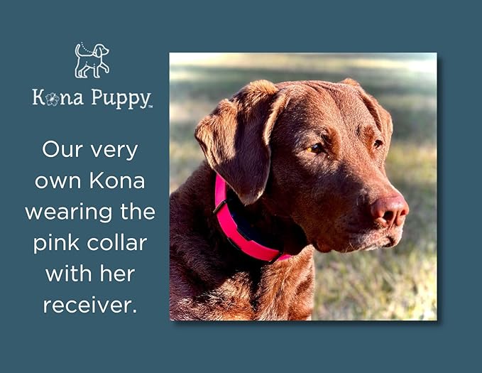 Waterproof E-Collar Replacement Strap Dog Collar for Invisible Fence/ecollar - Easy On Bungee (3/4" Wide, Blue)