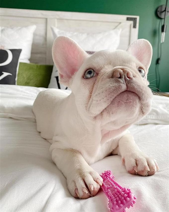 Nylabone Puppy Teething & Soothing Flexible Chew Toy Chicken Pink X-Small/Petite - Up to 15 lbs. (1 Count)