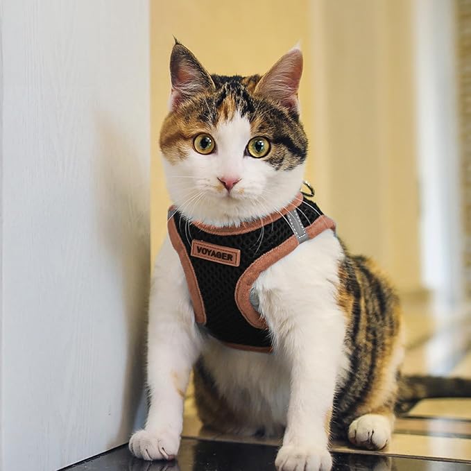 Voyager Step-in Air Dog Harness - All Weather Mesh, Reflective, No Pull Harness for Small, Medium Dogs, Cats - Secure with Hook & Loop Fastener, Buckle, Double D-Rings - Black/Orange Trim, L