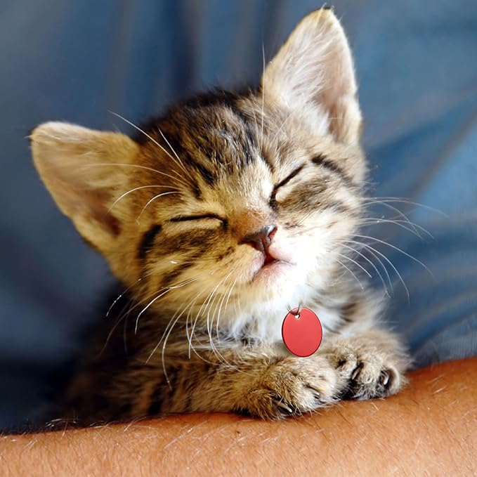 Frienda 48 Pcs Blank Pet ID Tag Colorful Aluminum Dog Cat Tags Blank Round Heart Star Bone House Rectangle Tags with Ring Pet ID Tags Pendant with Hole for Pet Dog Cat Name Phone Number, 6 Styles