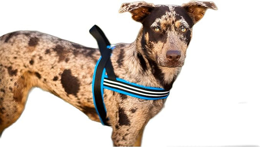 ComfortFlex Sport Harness - American Made No Pull Dog Harness for Large Dogs - Lightweight, Padded, Reflective No Rub Harness for Walking, Running and Control - Large, Blue Jay