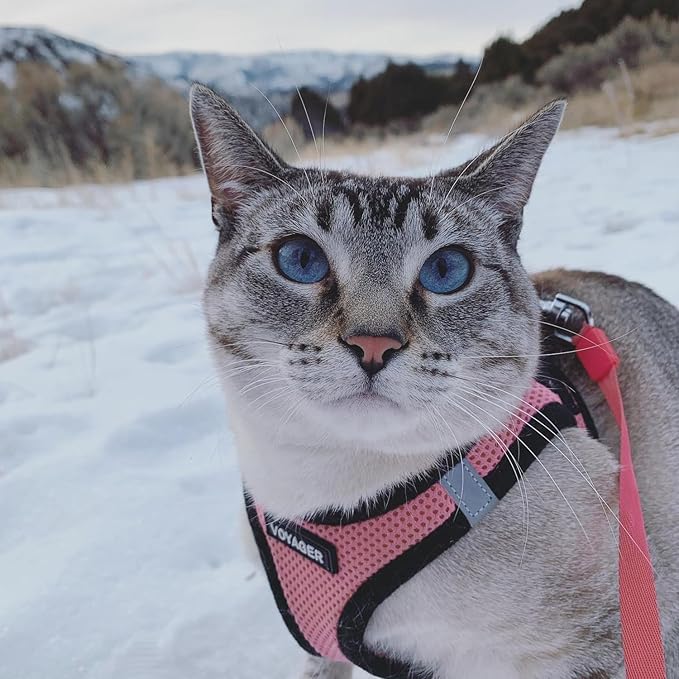 Voyager Step-In Air Dog Harness - All Weather Mesh, Reflective, No Pull Harness for Small, Medium Dogs, Cats - Secure with Hook & Loop Fastener, Buckle, Double D-Rings - Pink/Black Trim, M