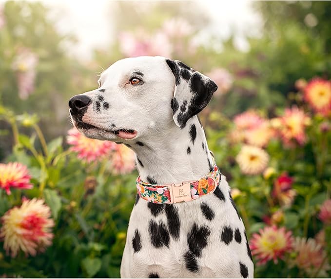Lionheart glory Premium Floral Dog Collars Spring Dog Collar, Adjustable Heavy Duty Girl Dog Collar for Medium Dogs