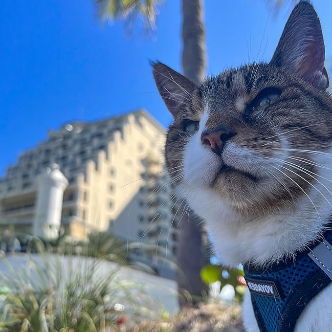 Voyager Step-in Air Dog Harness - All Weather Mesh, Reflective, No Pull Harness for Small, Medium Dogs, Cats - Secure with Hook & Loop Fastener, Buckle, Double D-Rings - Blue/Black Trim, XL