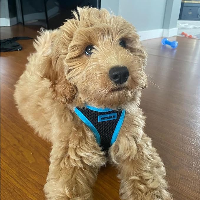 Voyager Step-in Air Dog Harness - All Weather Mesh, Reflective, No Pull Harness for Small, Medium Dogs, Cats - Secure with Hook & Loop Fastener, Buckle, Double D-Rings - Black/Blue Trim, XS