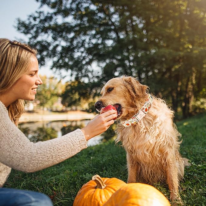 Lionheart glory Dog Collar Halloween Collar Dog Fall Dog Collars, Adjustable Heavy Duty Dog Collar for Small Dogs Pumpkin Collar Dog