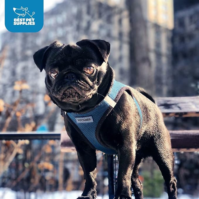 Voyager Step-in Air Dog Harness - All Weather Mesh, Reflective, No Pull Harness for Small, Medium Dogs, Cats - Secure with Hook & Loop Fastener, Buckle, Double D-Rings - Blue/Black Trim, L