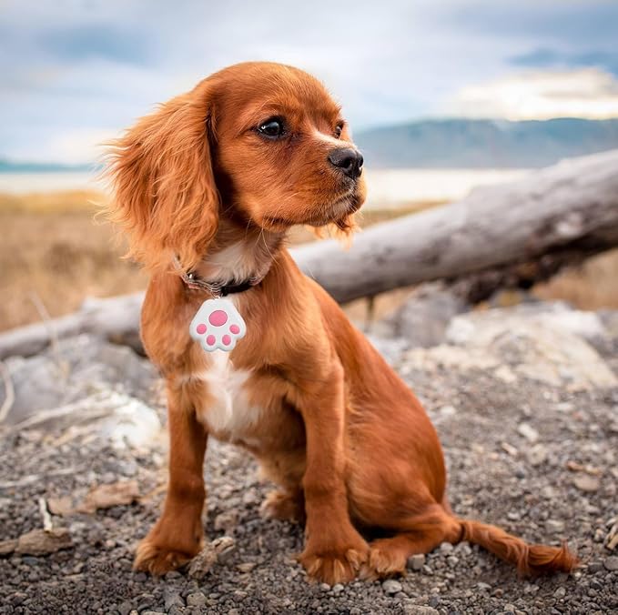 Dog Collar GPS Tracker, Paw Print Design, Multi-Color (Pink)