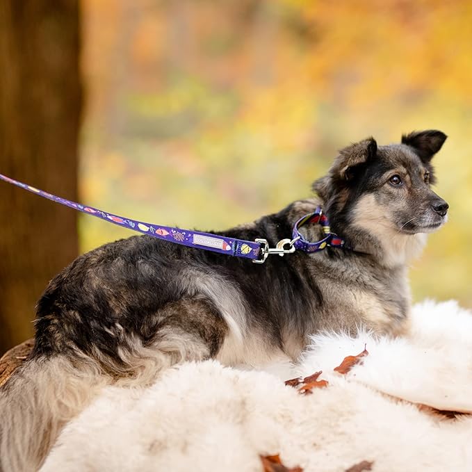 Lucky Love Dog Martingale Collar, Blue Color No Slip Collars for Medium Dogs, Tropical Fish Pattern Martingale Dog Collar, Great for Whippets, Greyhounds, and More (Mackey, Medium)