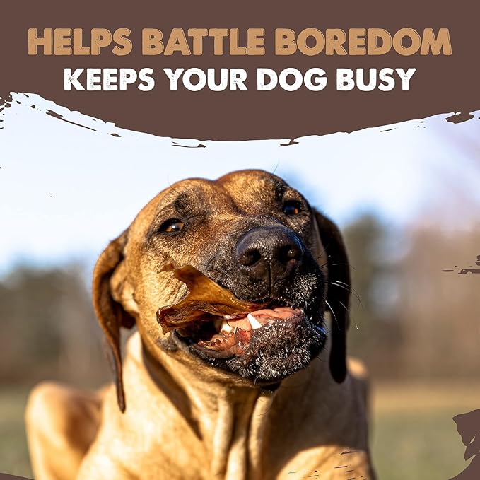 Mighty Paw Full Pig Ears for Dogs Large - All Natural, Single Ingredient Pig Ear Dog Treats. Better Than Rawhide Dog Snacks for Small and Large/Medium Dogs. Pigs Ears Dog Chews, Dog Pig Ears 12 Pack