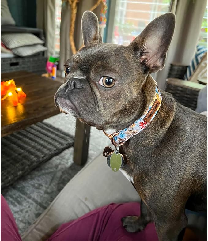 Lionheart glory Premium Dog Collars Fall Dog Collar, Heavy Duty Adjustable Dog Collar for Medium Dogs Maple Leaf Dog Collar