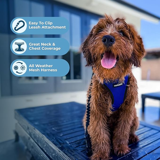 Voyager Step-in Air Dog Harness - All Weather Mesh, Reflective, No Pull Harness for Small, Medium Dogs, Cats - Secure with Hook & Loop Fastener, Buckle, Double D-Rings - Royal Blue/Black Trim, XXXS