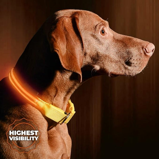 ILLUMISEEN LED Dog Collar USB Rechargeable - Bright & High Visibility Lighted Glow Collar for Pet Night Walking - Weatherproof, in 6 Colors & 6 Sizes (Orange Large)