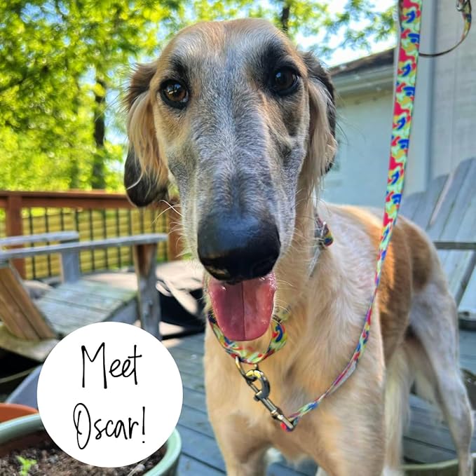 Lucky Love Dog Martingale Collar, Premium No Slip Collar, Colorful Oscar Martingale Color for Medium Dogs, Great for Medium Size Dogs (Oscar, Medium)