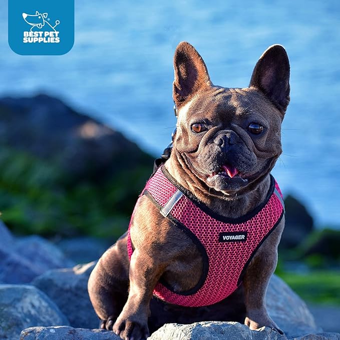 Voyager Step-in Air Dog Harness - All Weather Mesh, Reflective, No Pull Harness for Small, Medium Dogs, Cats - Secure with Hook & Loop Fastener, Buckle, Double D-Rings - Fuchsia 2-Tone, L