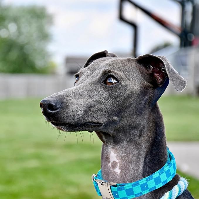Maca Bates Checkered Mint Blue Dog Grid Collar for Small Dogs Adjustable Plaid Collars Accessories Gift for Small Medium Large XL Puppy with Golden Metal Buckle