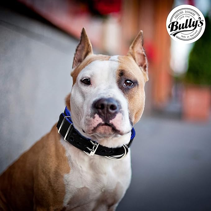 Pit Bull Collar, Dog Collar for Large Dogs, Heavy Duty Nylon, Stainless Steel Hardware (Medium-1.5 Inches Wide, Orange Juice)