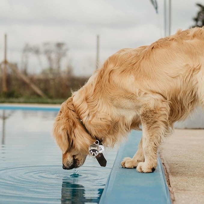 Dog Tags Personalized QR Code Dog Tag, Retro Brass Personalized Pet ID Tags Modifiable Pet Online Profile, Multiple Emergency Contact, (Pet Paw)