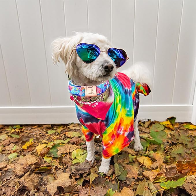 Lionheart glory Dog Collar Colorful Dog Collar Premium Collar Dogs Cute Pet Collar Gift for Small Medium Large Dog