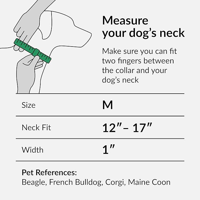 CollarDirect Martingale Collars for Dogs Heavy Duty Floral Pattern Female Safety Nylon Training Wide Collar Flower Design Large Medium (M, Neck Size 12"-17", Aquamarine)