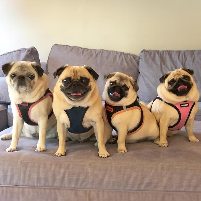 Voyager Step-in Air Dog Harness - All Weather Mesh, Reflective, No Pull Harness for Small, Medium Dogs, Cats - Secure with Hook & Loop Fastener, Buckle, Double D-Rings - Blue/Black Trim, XS