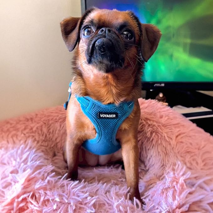 Best Pet Supplies Voyager Adjustable Dog Harness Leash Set with Reflective Stripes for Walking Heavy-Duty Full Body No Pull Vest with Leash D-Ring, Breathable All-Weather - Harness (Turquoise), S