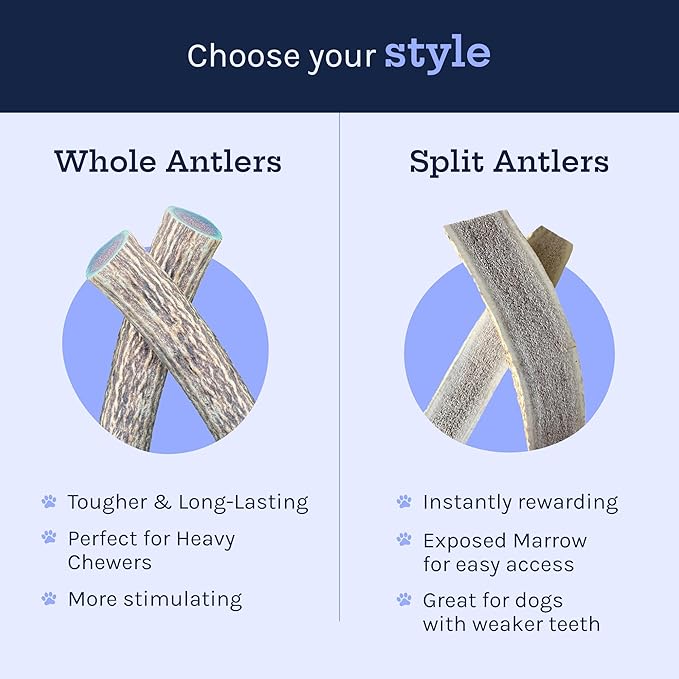 Good Trouble Pets Premium Elk Antlers for Medium Dogs - All-Natural, Shed Antler Chews for Dental Health & Calming - Durable Dog Bones for Aggressive Chewers - Cruelty-Free, North American Sourced